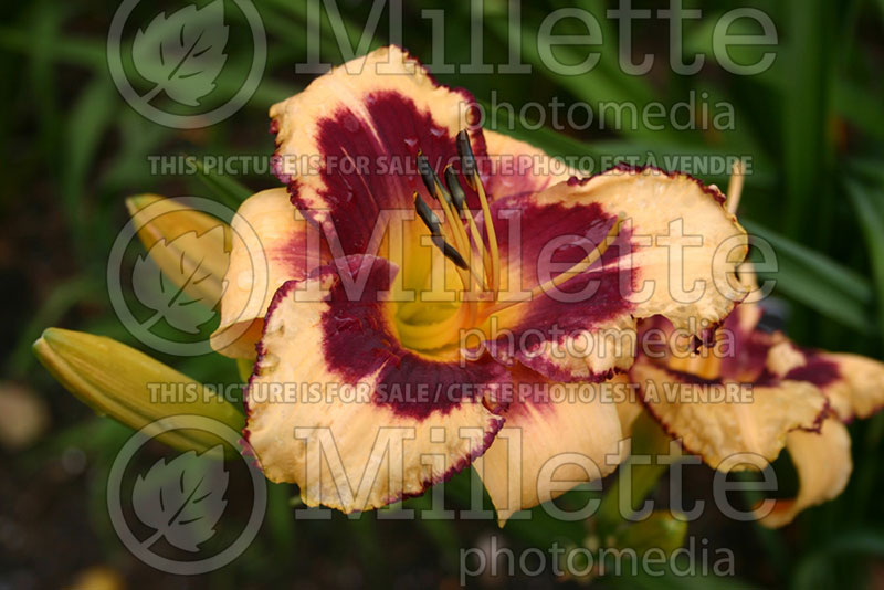 Hemerocallis Strawberry Patch (Daylily) 1 