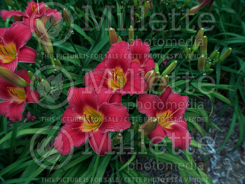 Hemerocallis Strawberry Velvet (Daylily) 1