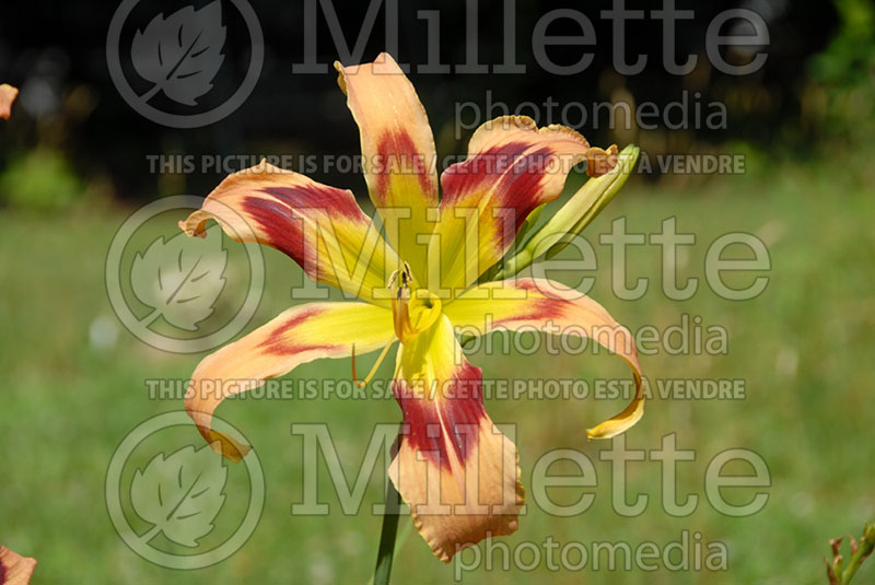 Hemerocallis Wild And Wonderful (Daylily) 1 