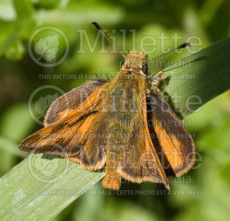 Hesperia comma assiniboia (Common Branded Skipper butterfly) 1 