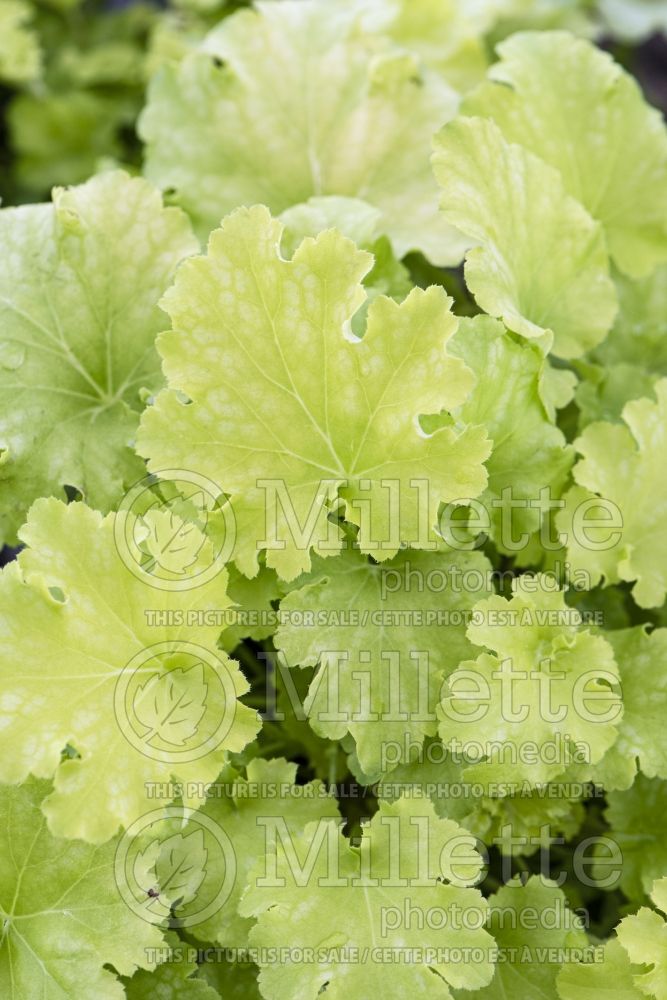 Heuchera Dolce Apple Twist (Coral Bells heuchere) 3 Heuchera Dolce Apple Twist - Coral Bells heuchere - Newly emerging leaves have red veining that lightens with age. Chartreuse yellow leaves have wav