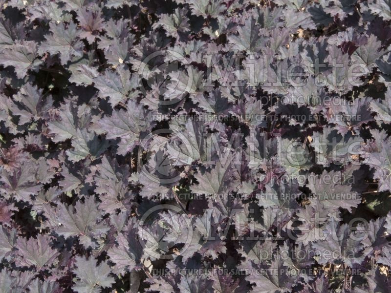 Heuchera Frosted Violet (Coral Bells) 11 