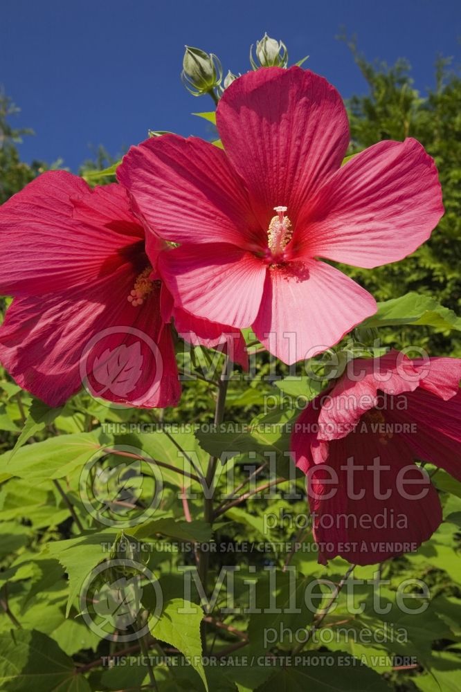 Hibiscus Moy Grande (Hibiscus African Rose Mallow)  1 