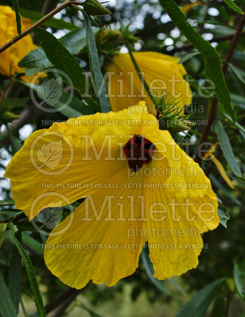 Hibiscus heterophyllus lutea (Hibiscus Rose Mallow) 1 