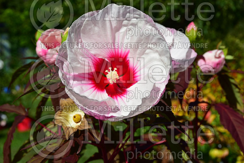Hibiscus Mocha Moon  (Hibiscus African Rose Mallow) 1 
