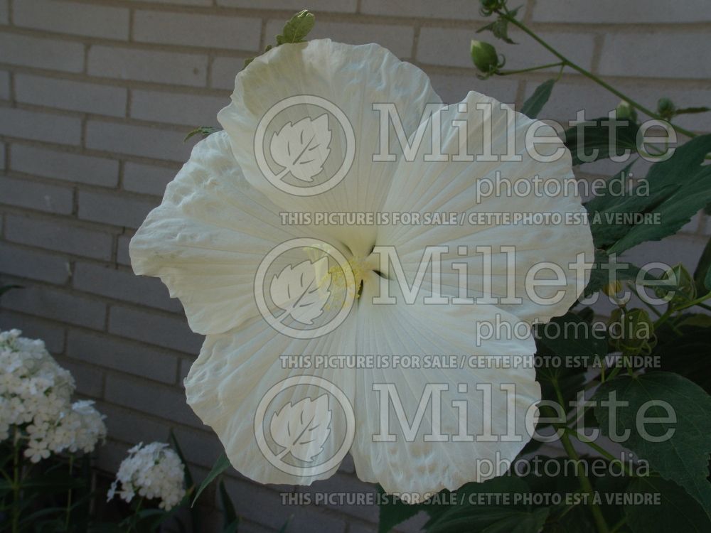 Hibiscus Blue River II (Hibiscus African Rose Mallow)  1 