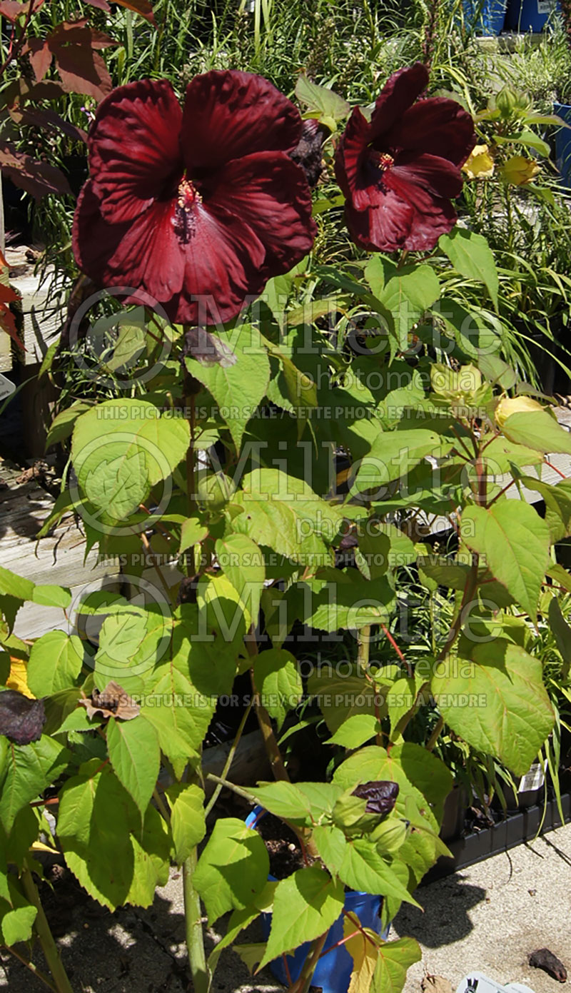 Hibiscus Heartthrob (Hibiscus African Rose Mallow)  1 