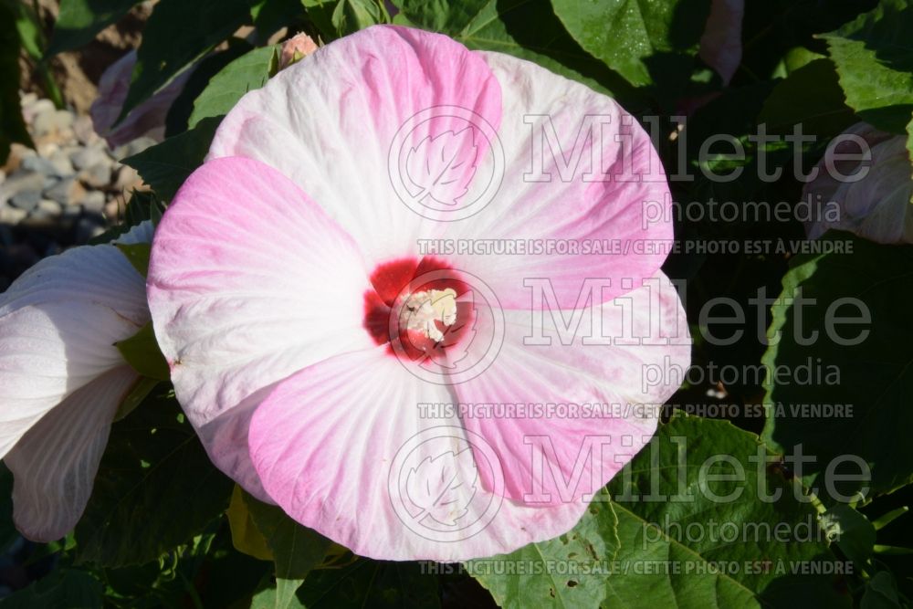Hibiscus Honeymoon Light Rose (Hibiscus African Rose Mallow)  1 