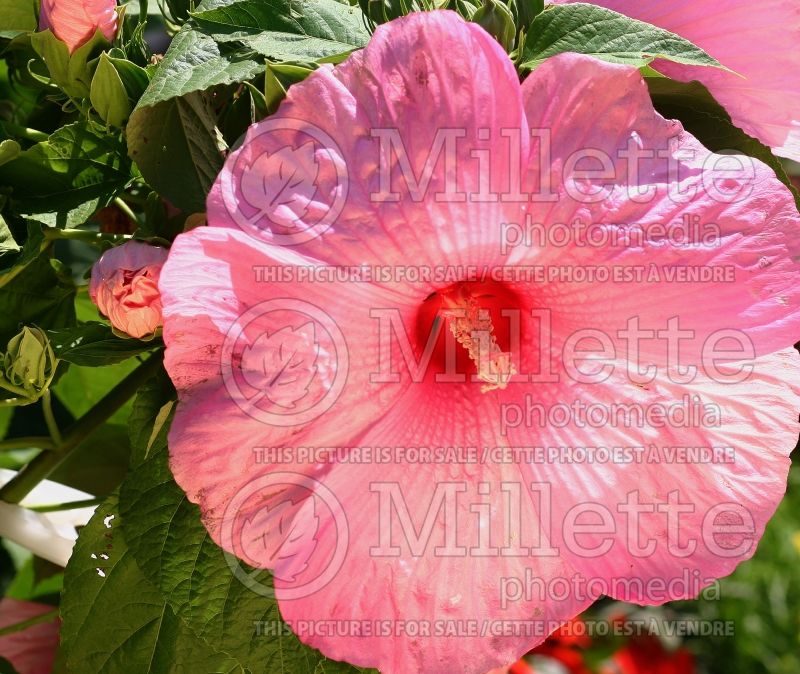 Hibiscus Super Rose (Hibiscus African Rose Mallow)  4 