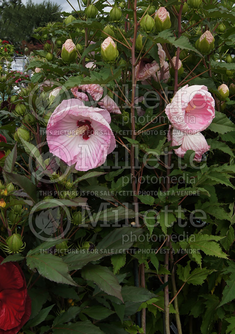 Hibiscus Tie Dye (Hibiscus African Rose Mallow) 2 
