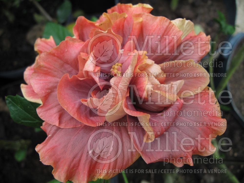 Hibiscus Queen of Dreams (Tropical Hibiscus) 1  