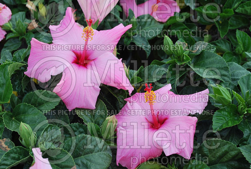 Hibiscus Seminole Pink (Hibiscus African Rose Mallow)  1 