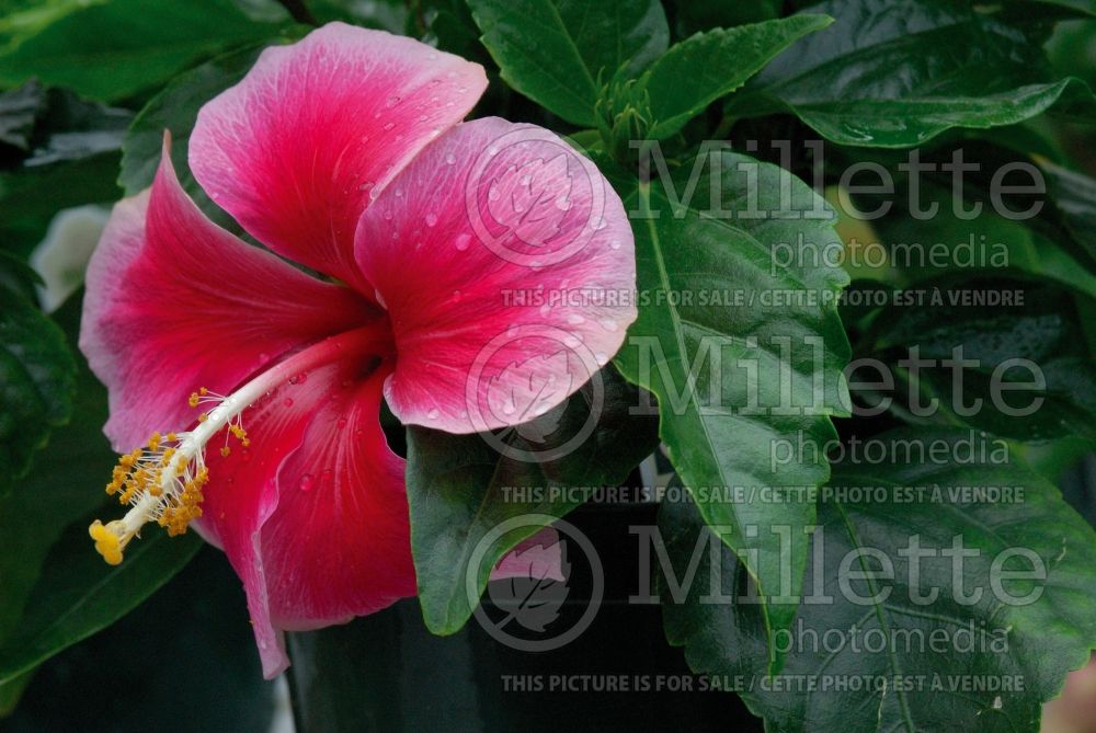 Hibiscus Whirlwind (Hibiscus African Rose Mallow)  1 