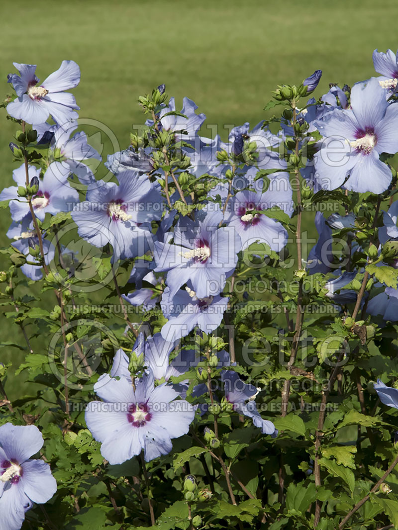 Hibiscus Blue Satin or Marina (Hibiscus rose of Sharon)  3 