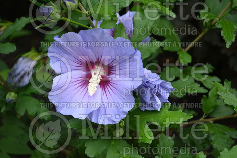 Hibiscus Blue Satin or Marina (Hibiscus rose of Sharon)  7 