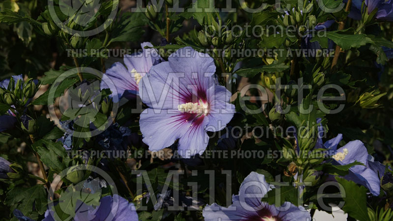Hibiscus Blue Satin or Marina (Hibiscus rose of Sharon)  5 