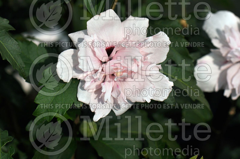 Hibiscus Blushing Bride (Hibiscus rose of Sharon)  2 