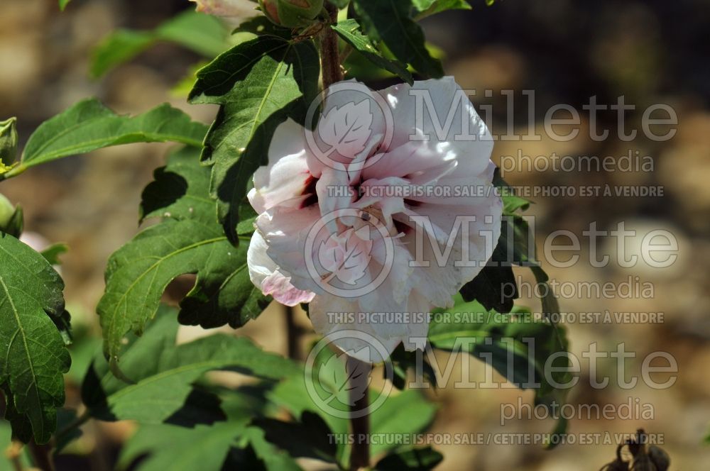 Hibiscus Blushing Bride (Hibiscus rose of Sharon)  1 
