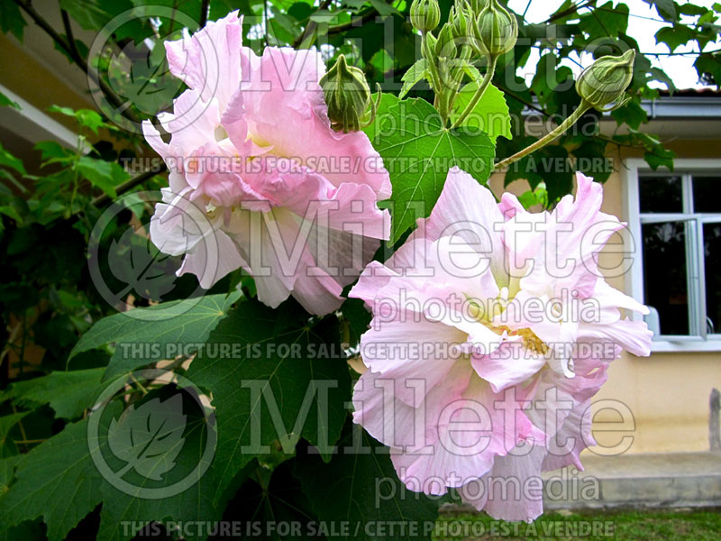 Hibiscus Blushing Bride (Hibiscus rose of Sharon)  6 