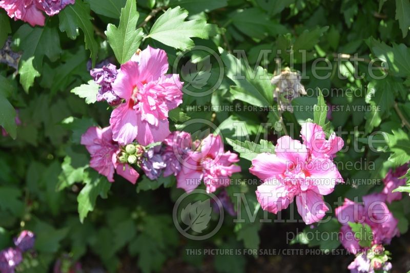 Hibiscus Collie Mullens (Hibiscus rose of Sharon)  2 
