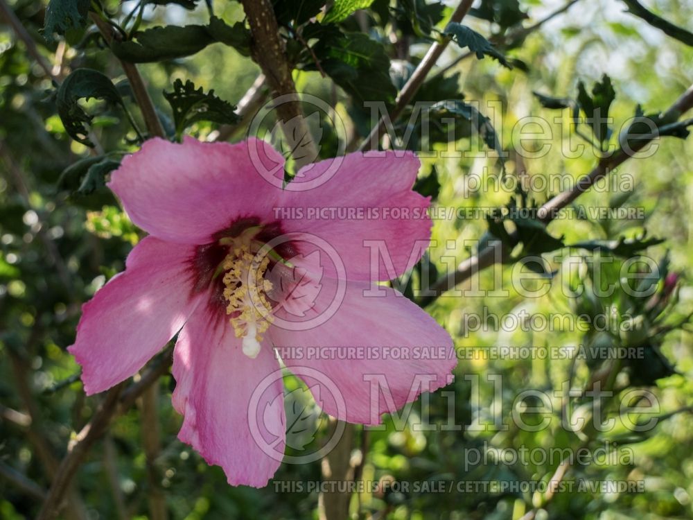 Hibiscus Essun (Hibiscus rose of Sharon)  1 