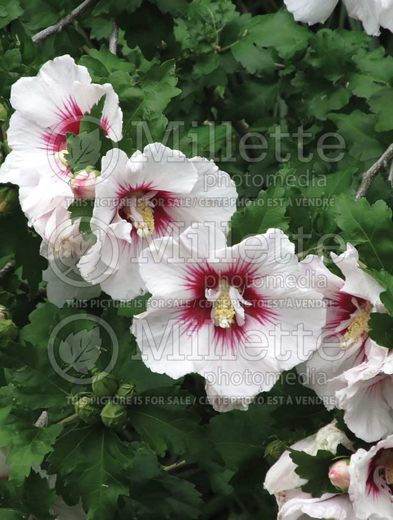 Hibiscus Helene (Hibiscus rose of Sharon)  1