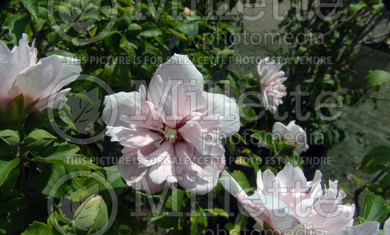 Hibiscus Blushing Bride (Hibiscus rose of Sharon)  8 