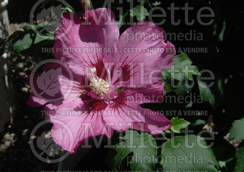 Hibiscus Rose Satin (Hibiscus rose of Sharon)  2 
