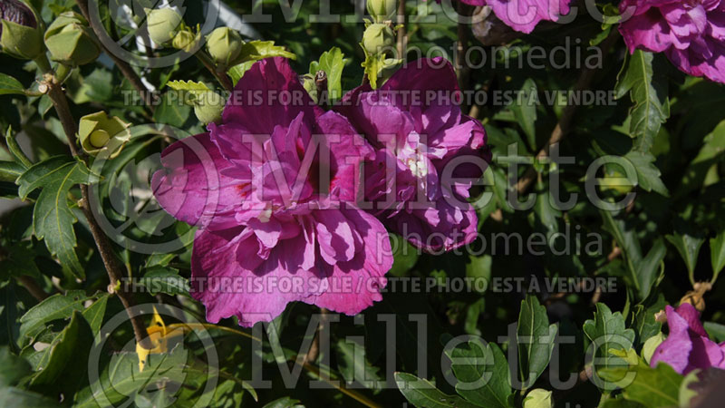 Hibiscus Sanchoyo ou Purple Ruffles (Hibiscus rose of Sharon)  2 