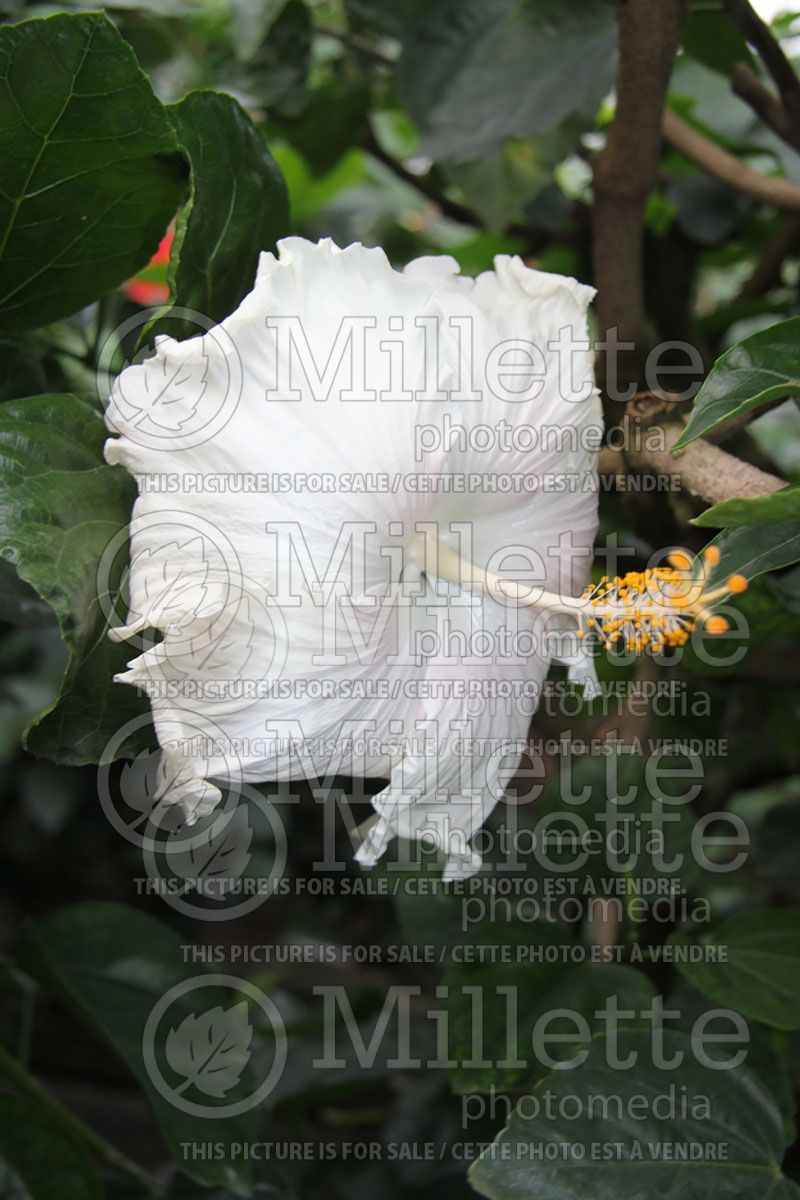 Hibiscus The Pearl (Hibiscus African Rose Mallow)  2