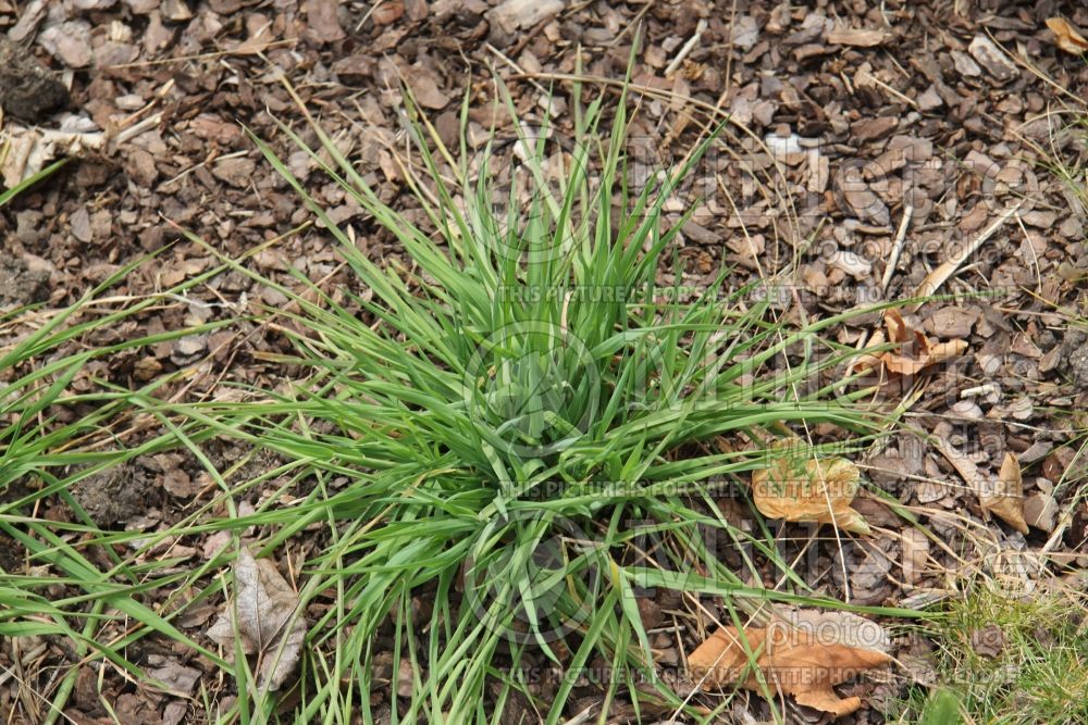 Hordeum hystrix (Mediterranean Barley-grass) 1 