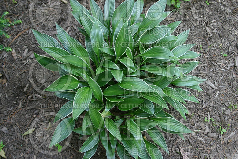 Hosta Change of Tradition (Hosta funkia august lily) 1 