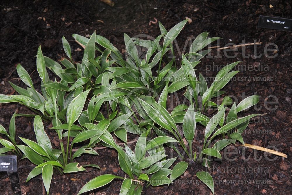 Hosta Change of Tradition (Hosta funkia august lily) 3 