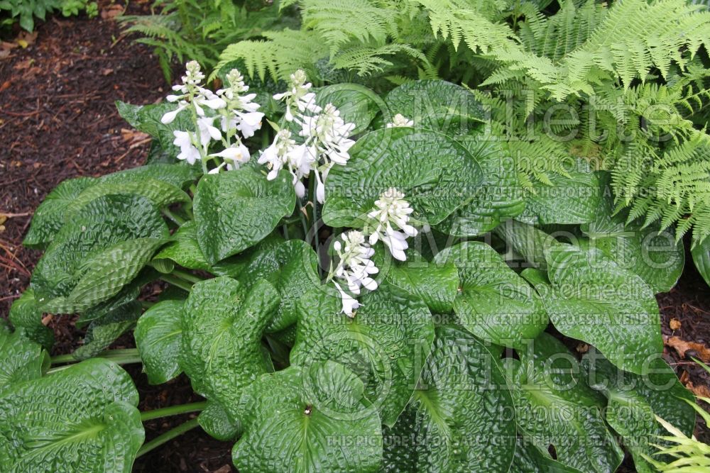 Hosta Clear Fork River Valley (Hosta funkia august lily) 4 