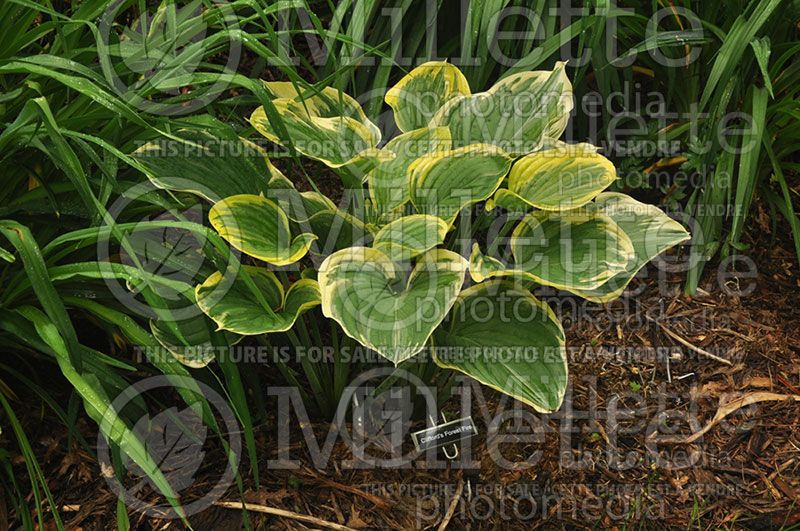 Hosta Clifford's Forest Fire (Hosta funkia august lily)  2