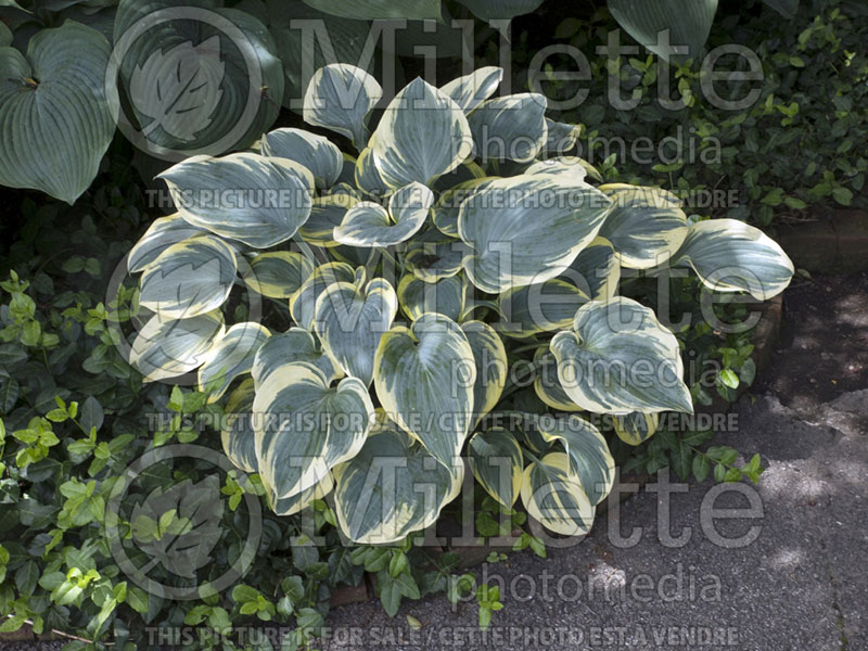 Hosta First Frost (Hosta funkia august lily) 3