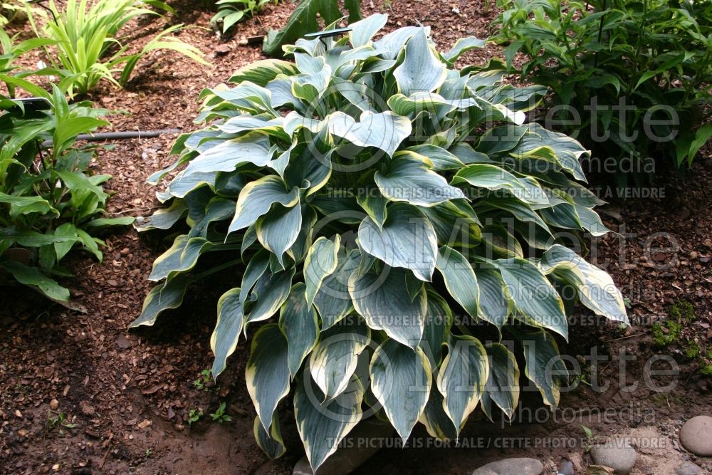 Hosta First Frost (Hosta funkia august lily) 2 
