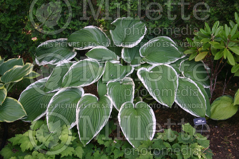 Hosta Frosted Jade (Hosta funkia august lily) 1