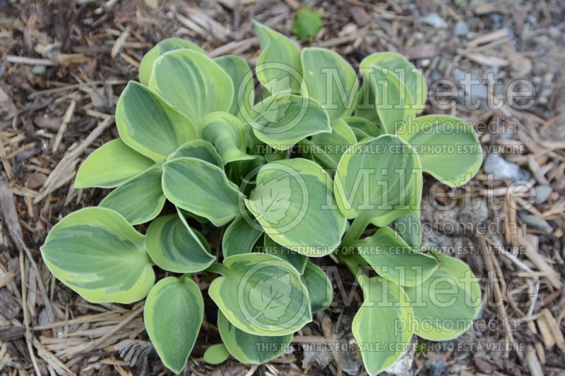 Hosta Frosted Mouse Ears (Hosta funkia august lily) 2 