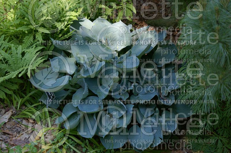 Hosta Hadspen Blue (Hosta funkia august lily)  2