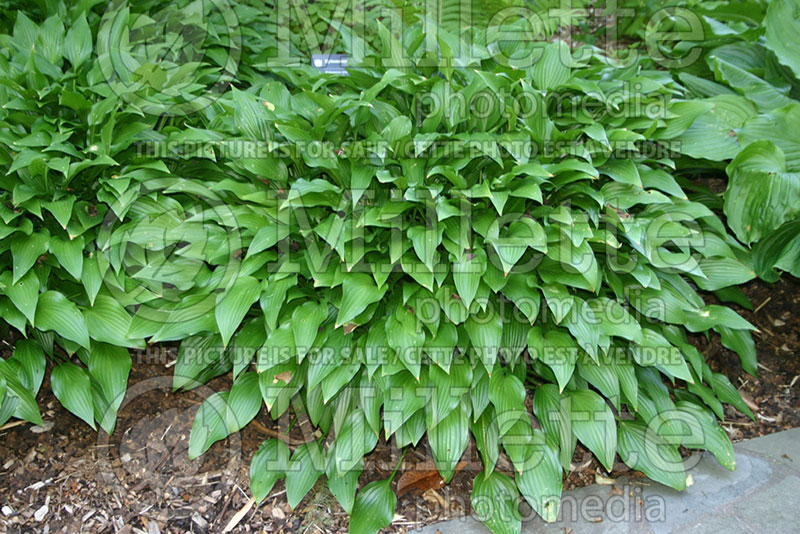 Hosta lancifolia (Hosta funkia august lily) 1