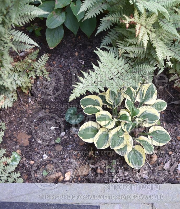 Hosta Mighty Mouse (Hosta funkia august lily) 2 