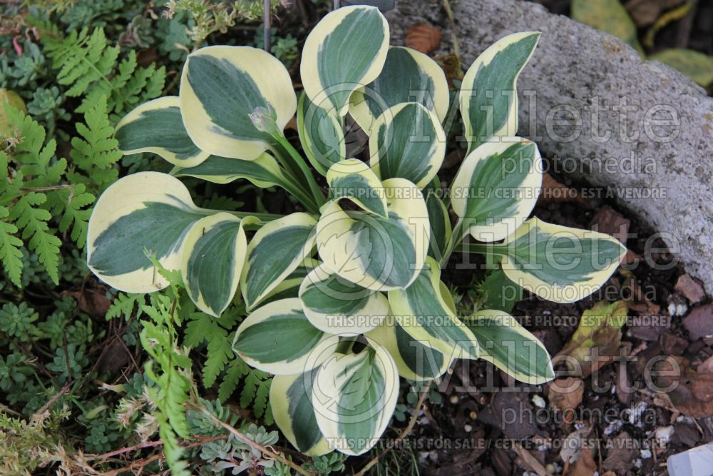 Hosta Mighty Mouse (Hosta funkia august lily) 5 