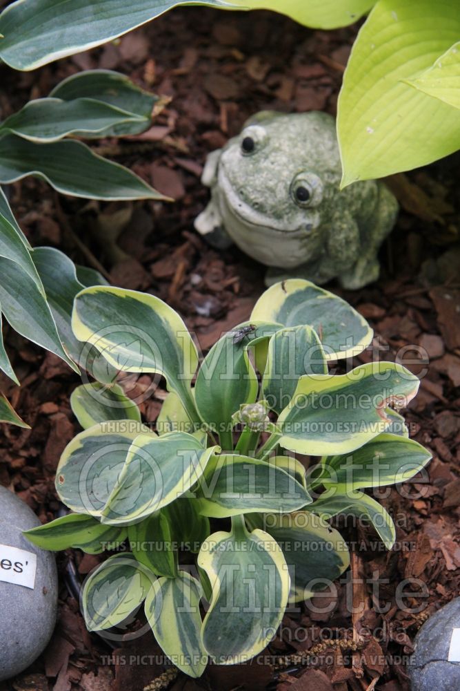 Hosta Mighty Mouse (Hosta funkia august lily) 3 