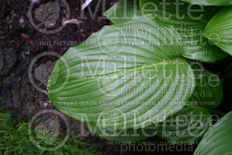 Hosta plantaginea (Hosta funkia august lily)  1