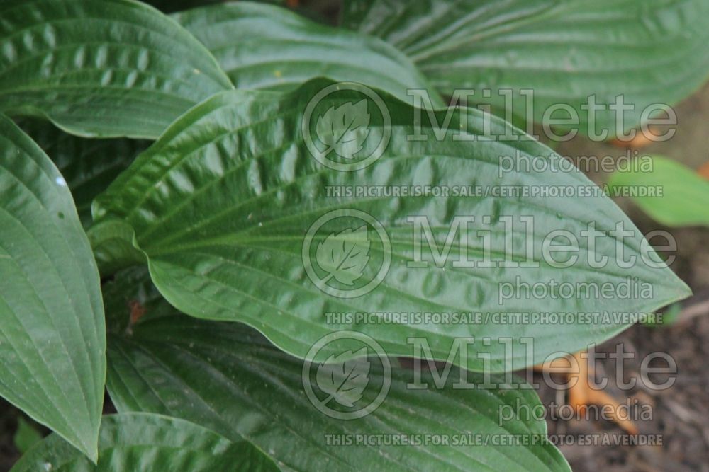 Hosta Puddles and Bumps (Hosta funkia august lily) 1 