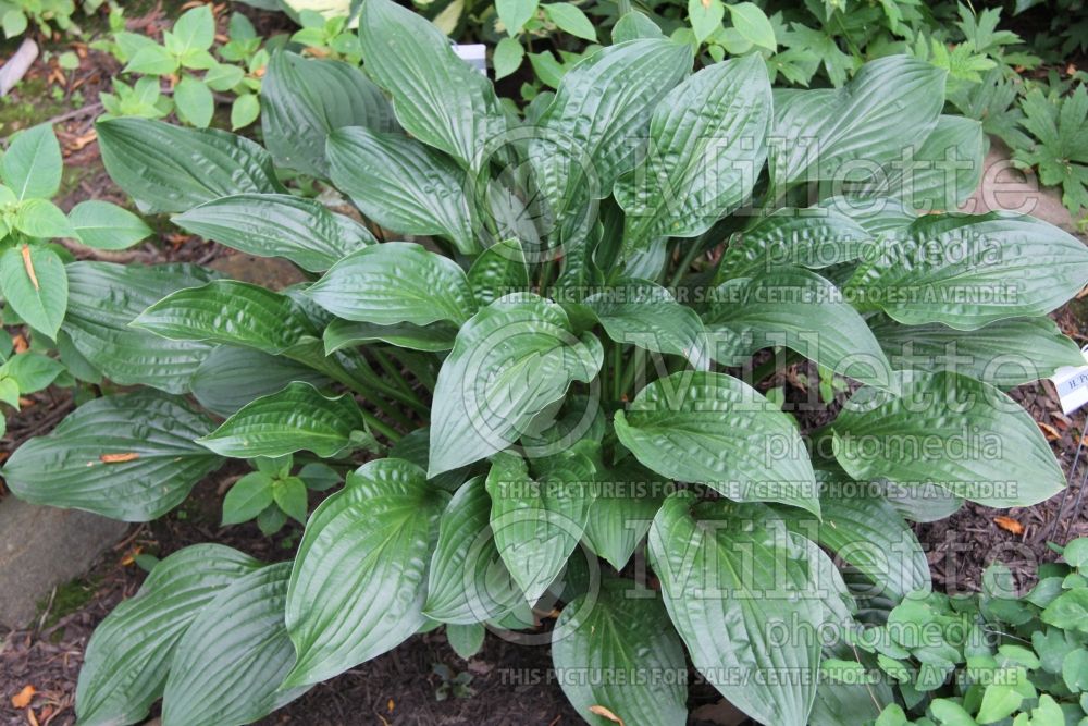 Hosta Puddles and Bumps (Hosta funkia august lily) 2 