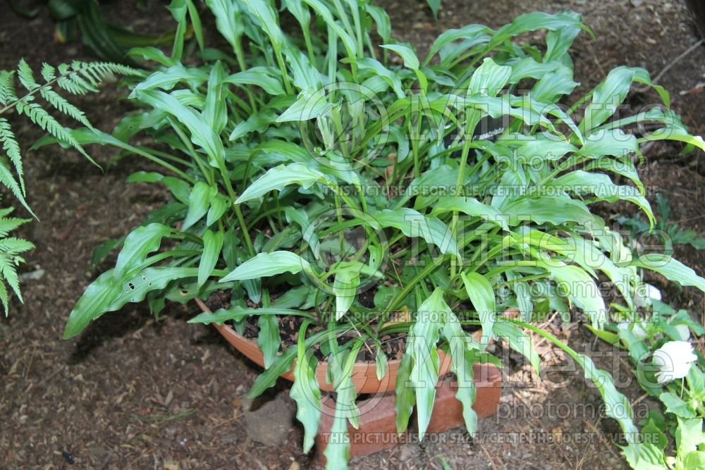Hosta sieboldii spathulata (Hosta funkia august lily) 1 