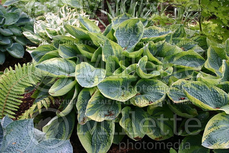 Hosta Tokudama Flavocircinalis (Hosta funkia august lily) 1