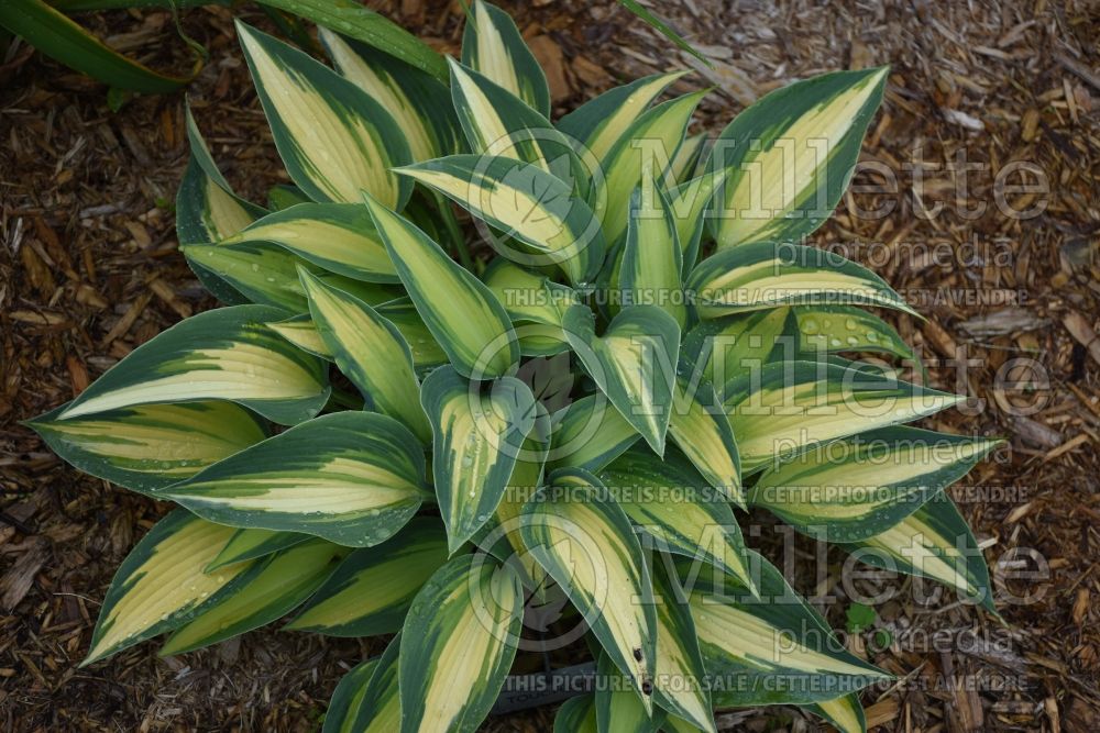 Hosta Touch of Class (Hosta funkia august lily) 2 